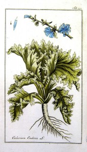 Cichorium endivia